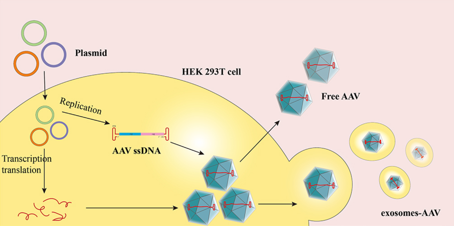 1909087451545718784-exosome-associated-adeno-associated-virus-aav-vector-production-service1.png