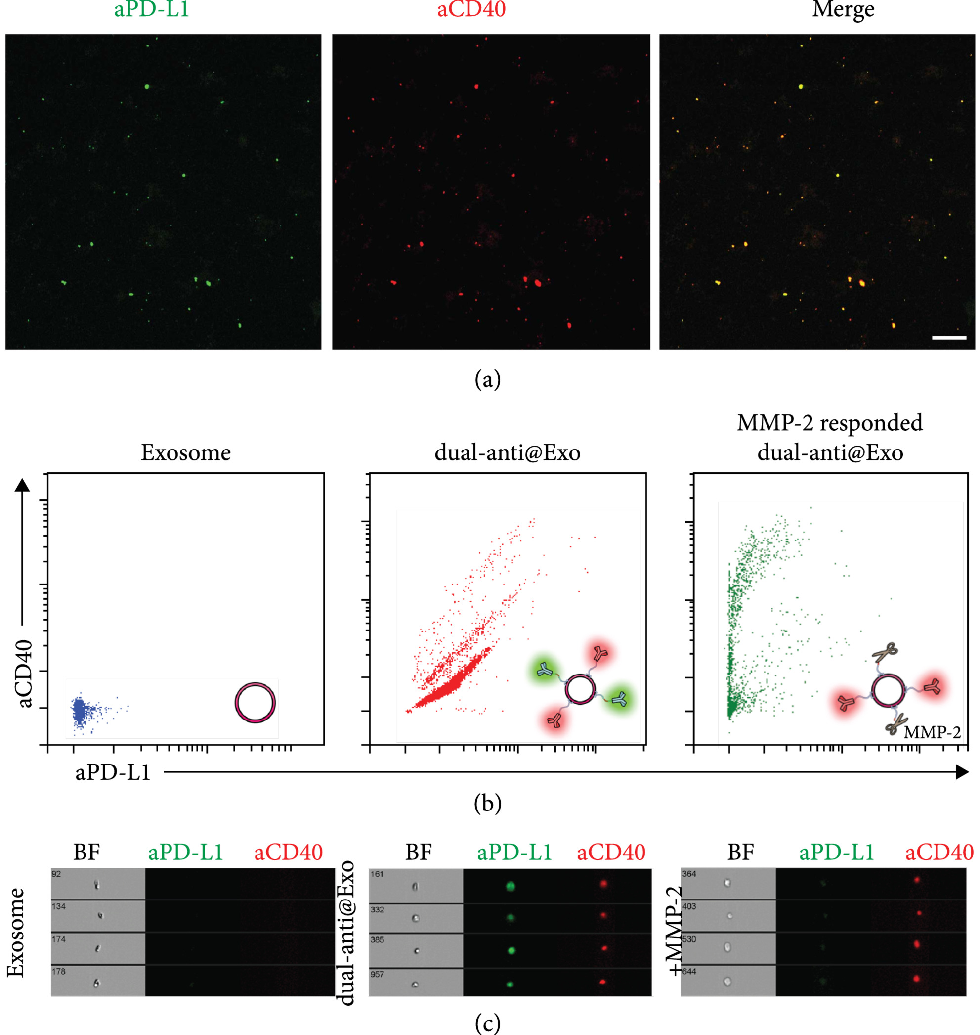 1909163907760115712-multi-specific-antibody-modified-exosome-engineering-services2.jpg