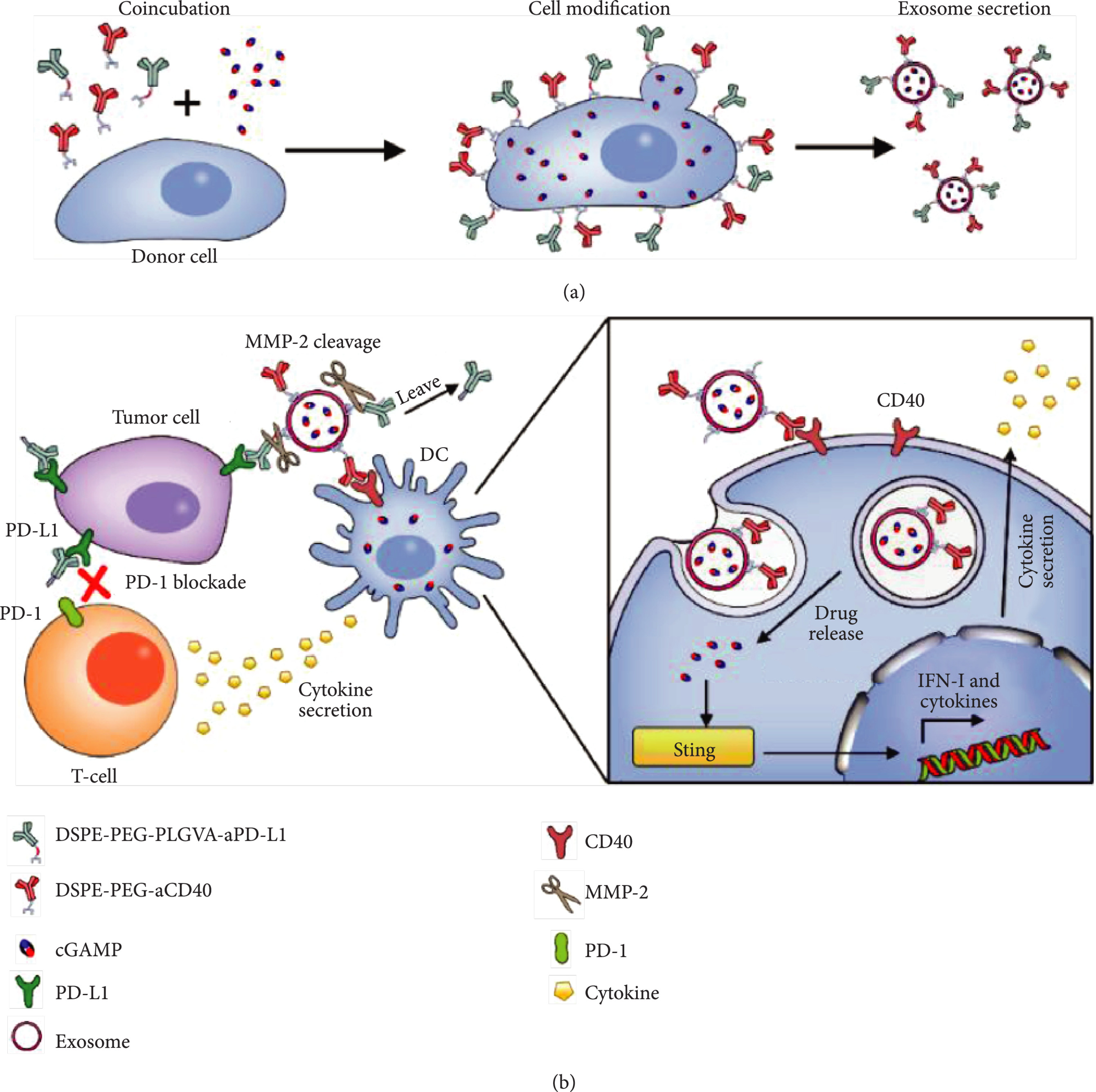 1909164604656308224-immunomodulating-multi-antibody-modified-exosome-service1.jpg