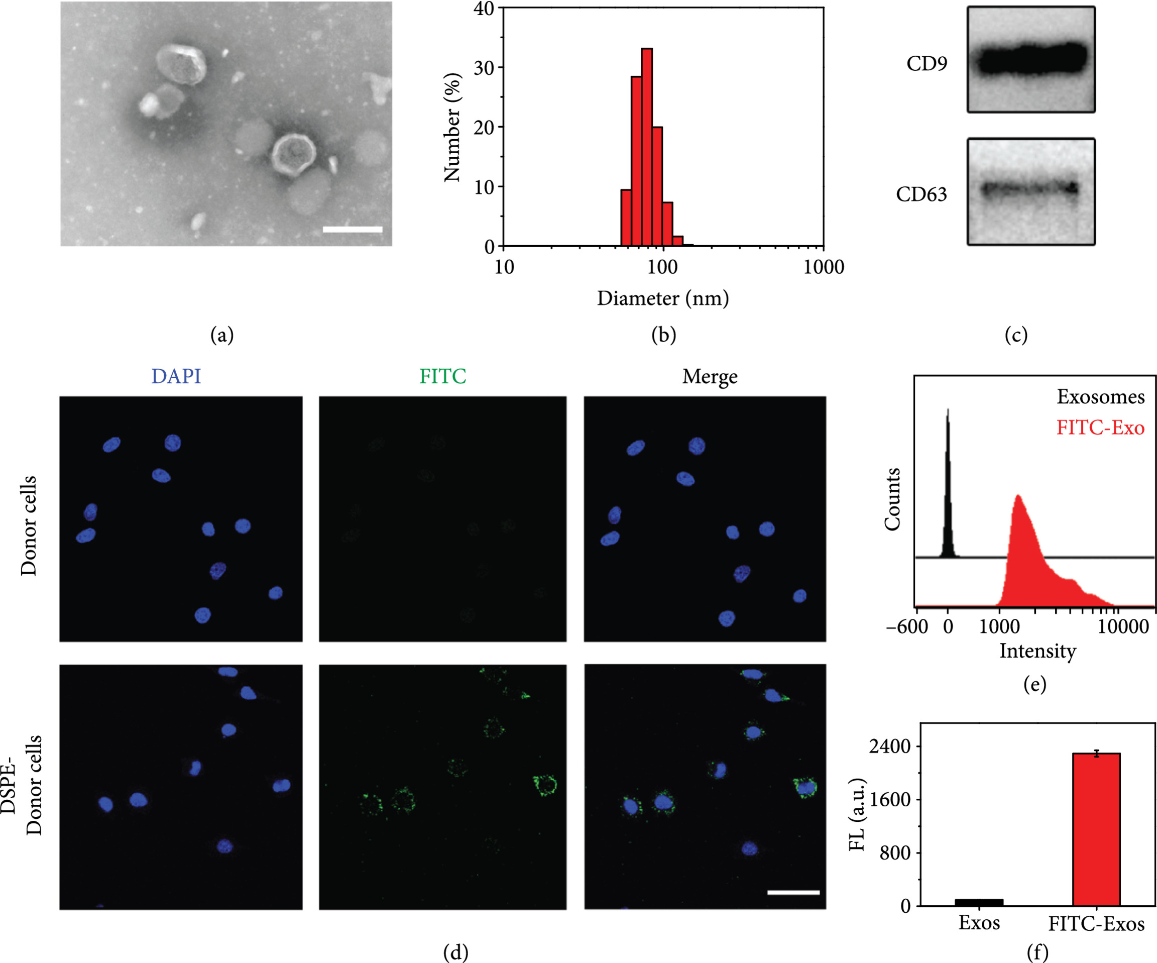 1909165101907824640-immunomodulating-multi-antibody-modified-exosome-service2.jpg