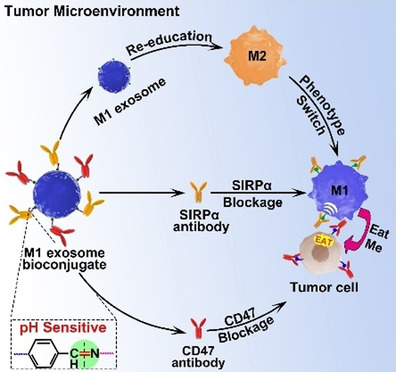 1909524827669647360-enhancing-tumor-phagocytosis-of-multi-antibody-modified-exosome-service1.jpg