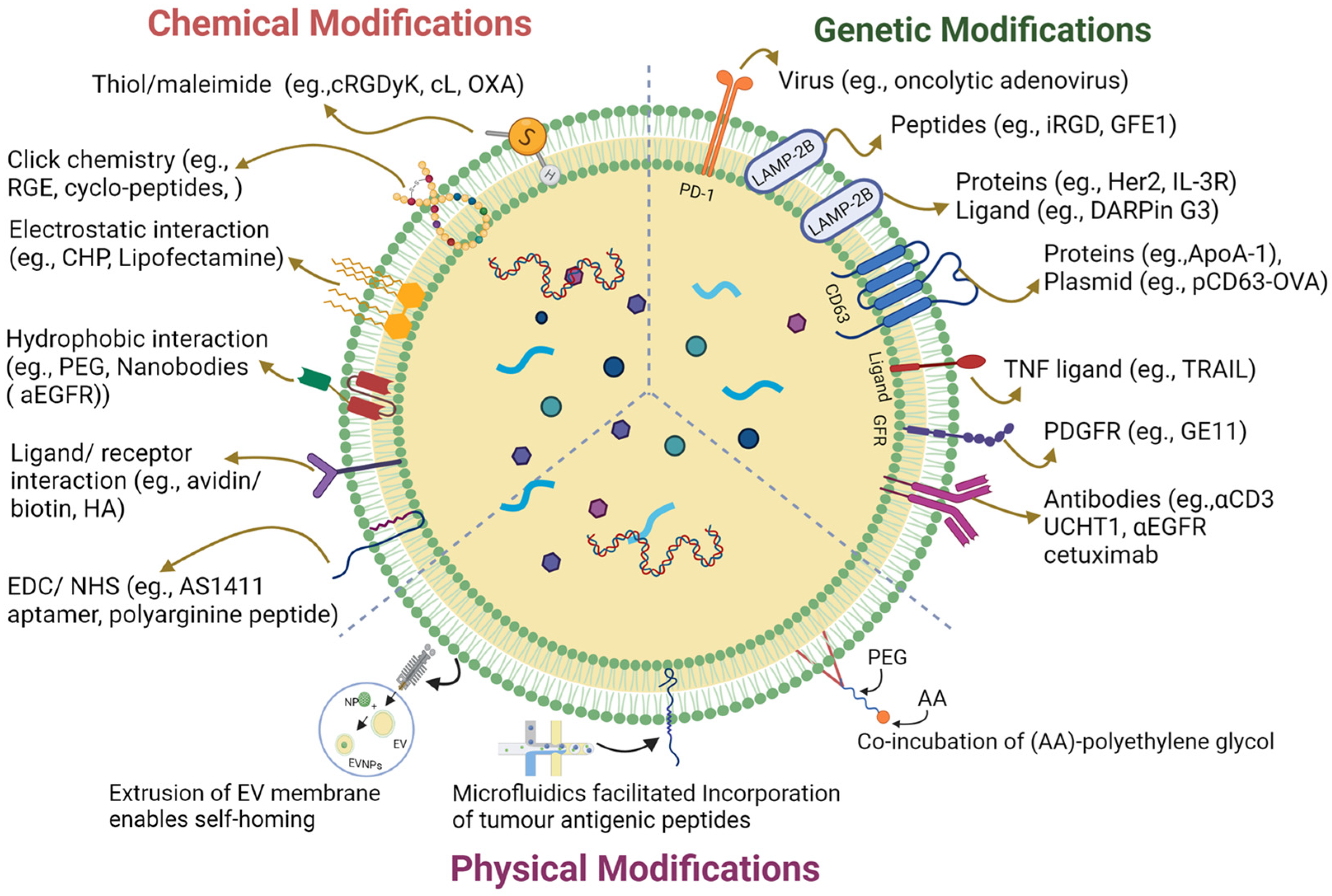 1909526813399961600-targeting-tumors-and-microenvironment-of-multi-antibody-modified-exosome-service1.png