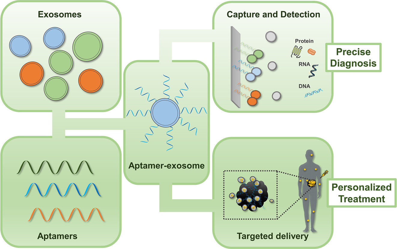 1909887409467281408-aptamer-based-exosome-targeting-service1.jpeg
