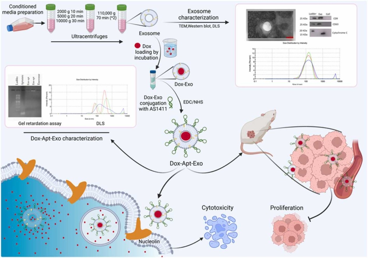 1909887811730395136-aptamer-based-exosome-targeting-service2.jpg