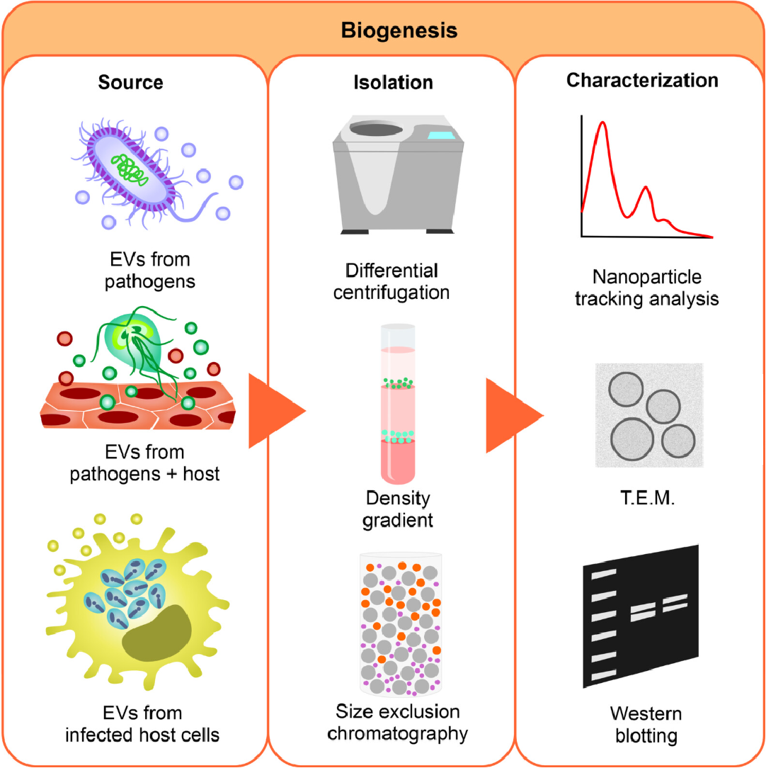 1910212710302863360-extracellular-vesicle-isolation-and-purification-services3.png