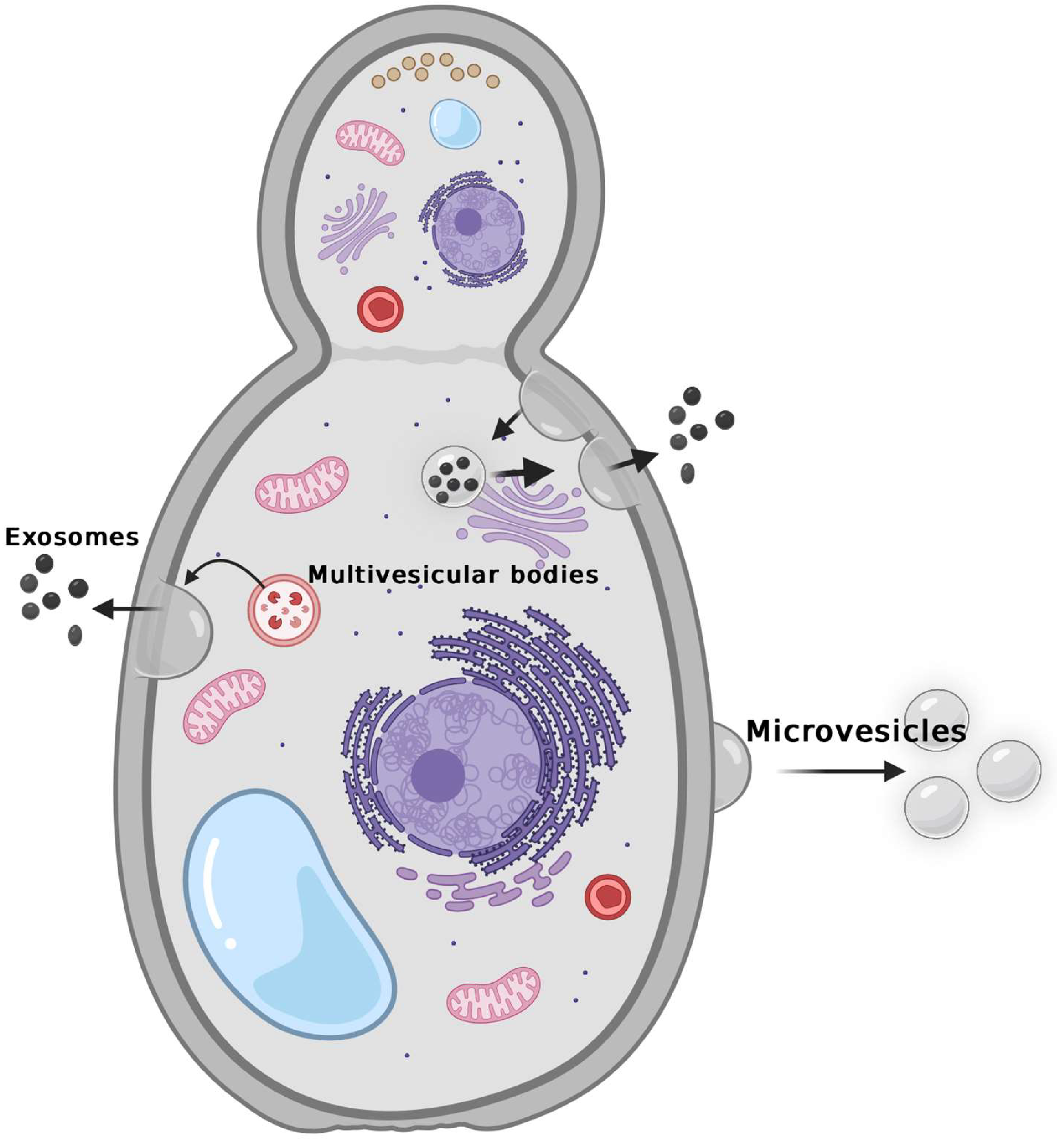 1910249771785375744-fungus-derived-exosome-research-and-applications1.png