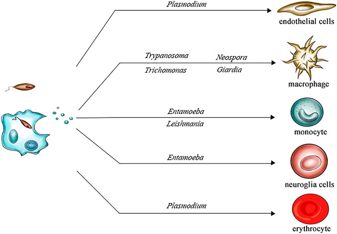 1910251919986249728-protozoon-derived-exosome-research-and-applications1.jpg