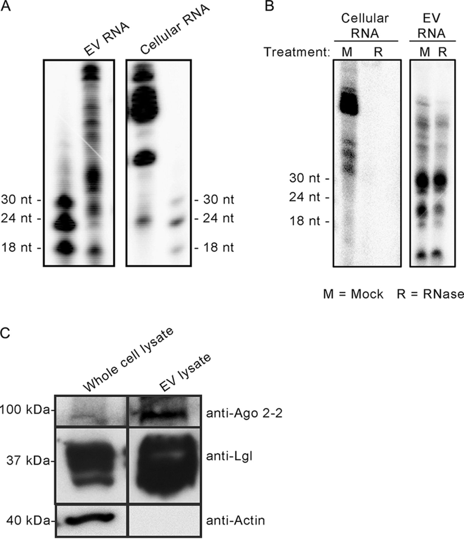 1910252363877830656-protozoon-derived-exosome-research-and-applications2.jpeg