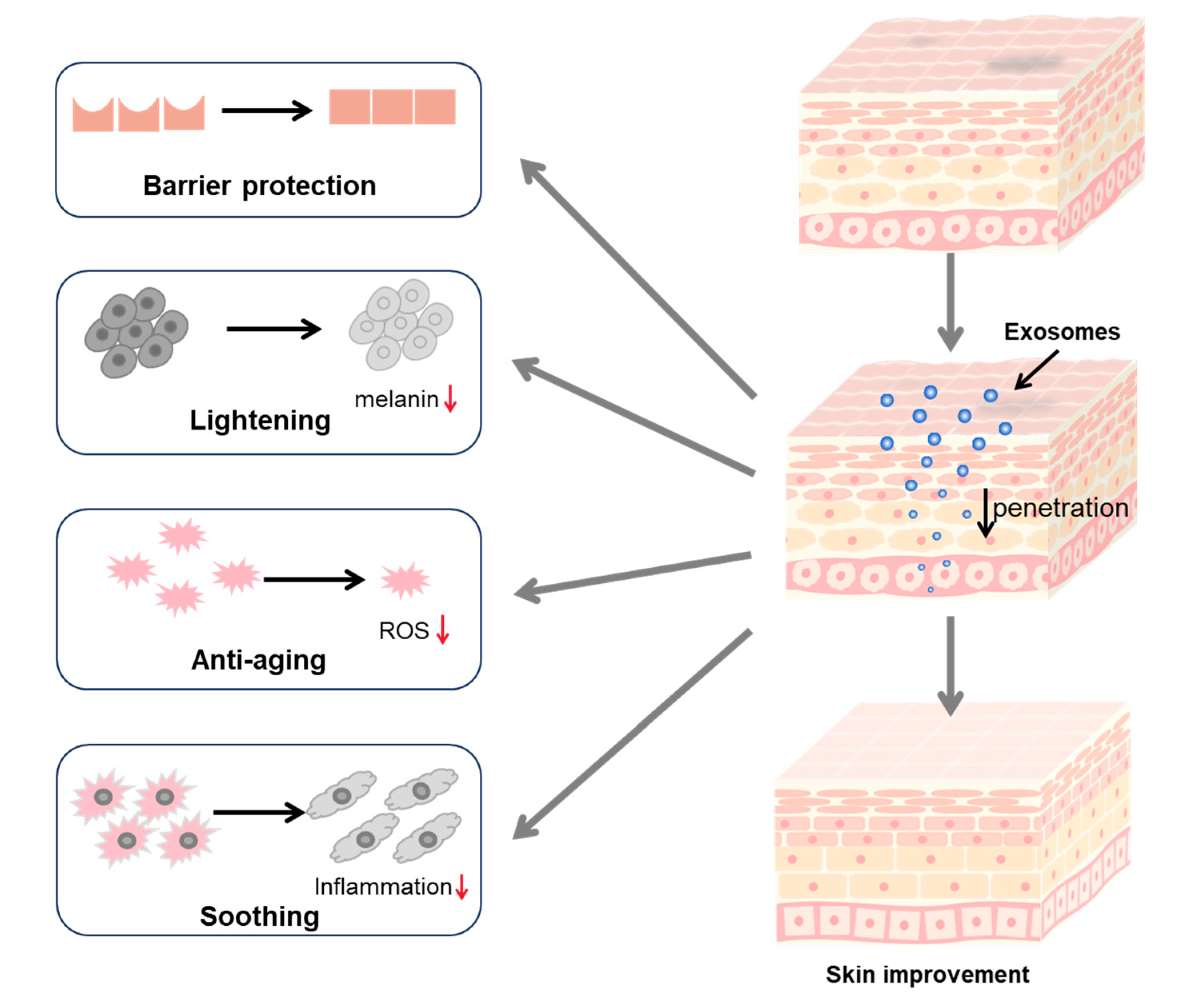 1910259291706216448-safety-evaluation-service-for-skincare-exosome1.png