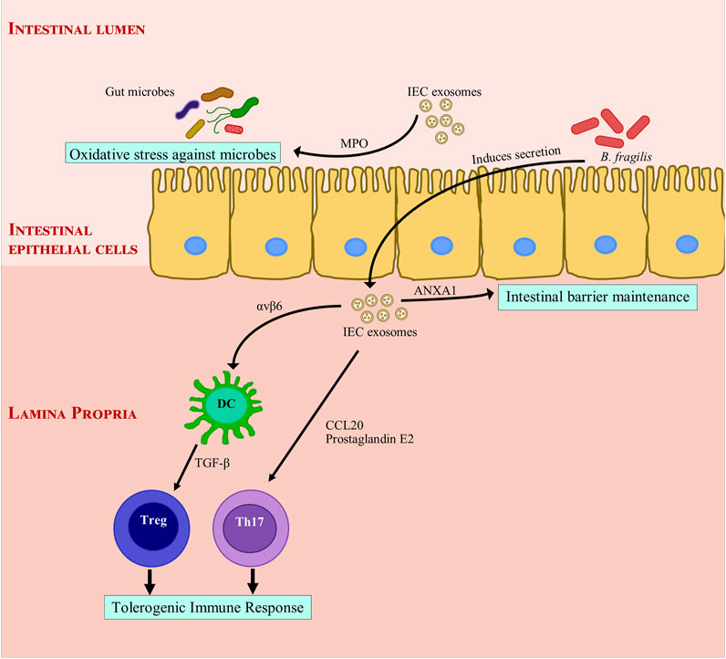 1909900333938233344-intestinal-tissue-exosome-research-and-application.png