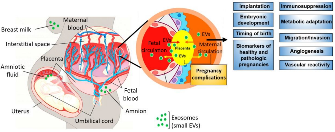 1909901509354180608-placental-tissue-exosome-research-and-application.png
