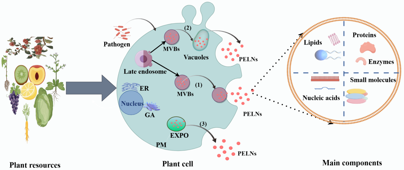 1910578545827631104-plant-derived-exosome-research-and-applications1.png