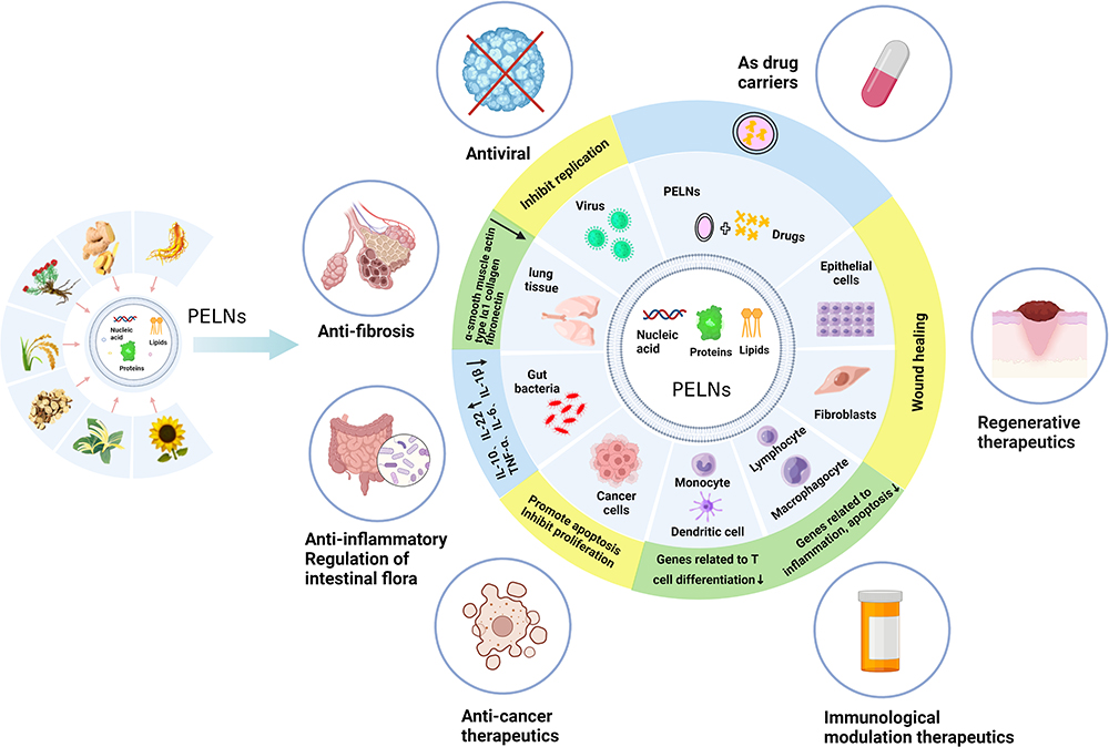 1910579117012144128-plant-derived-exosome-research-and-applications2.jpg