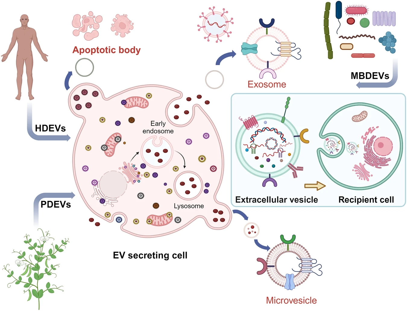 1910582243698003968-extracellular-vesicle-related-research-service1.jpg