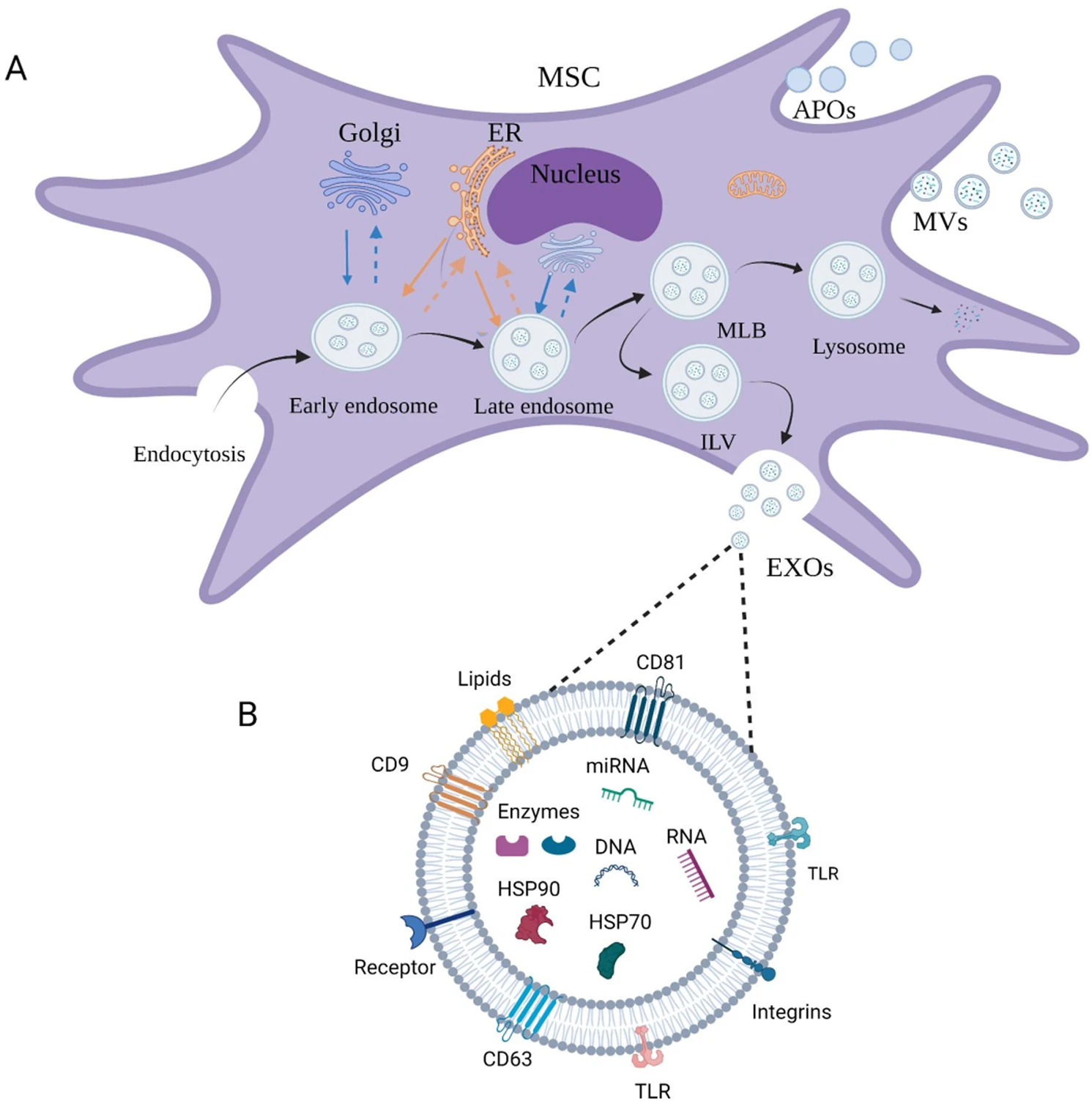 1910611161679253504-premium-stem-cell-derived-exosome-production-service1.webp