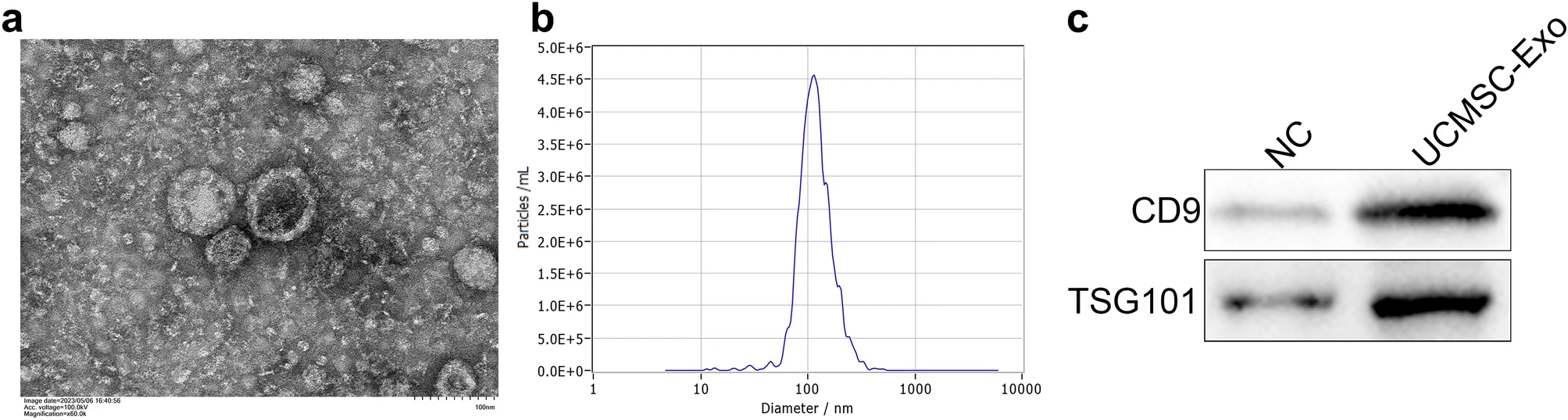 1910612121457643520-premium-stem-cell-derived-exosome-production-service2.webp