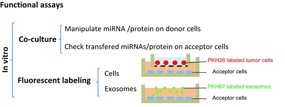 1911701691616055296-exosome-in-vitro-functional-research-services1.png