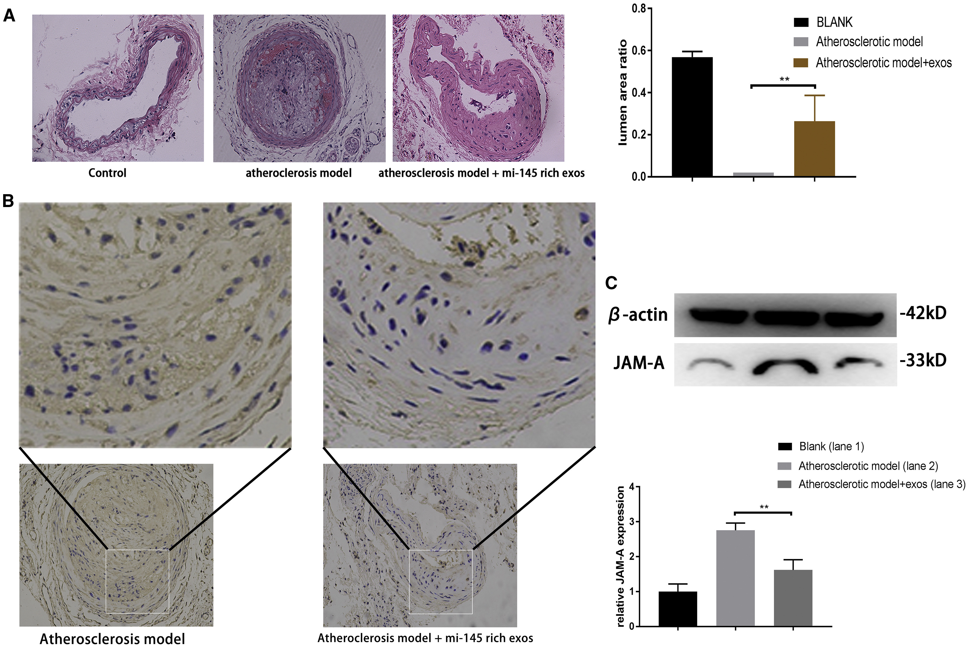 1911703864915644416-exosome-in-vivo-functional-research-services2.jpg