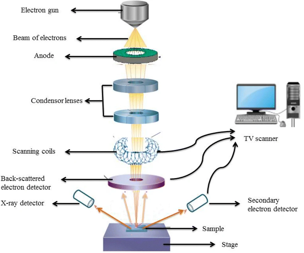 1912424602521948160-scanning-electron-microscopy-sem-analytical-service1.webp