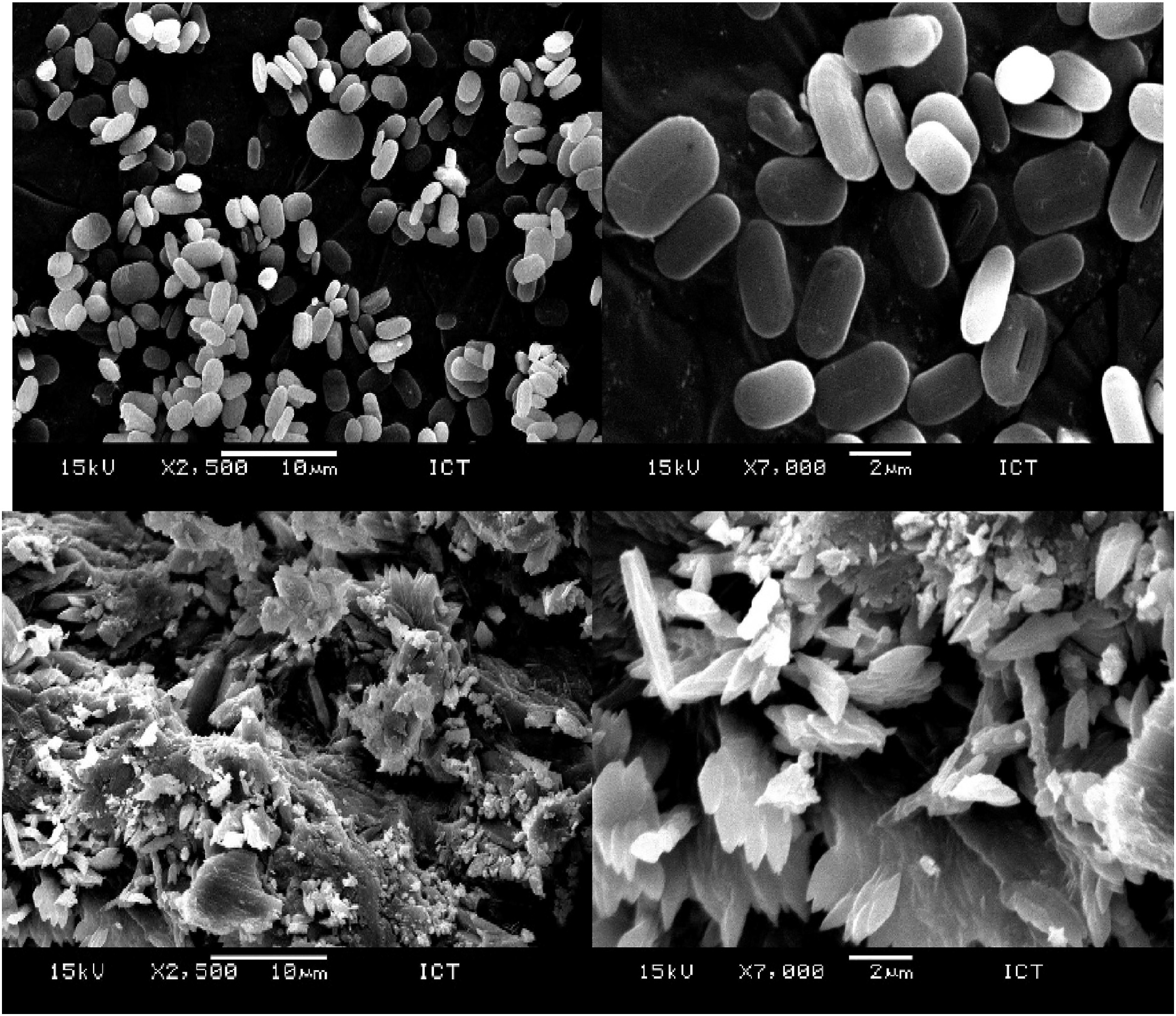 1912425479202787328-scanning-electron-microscopy-sem-analytical-service1.jpg