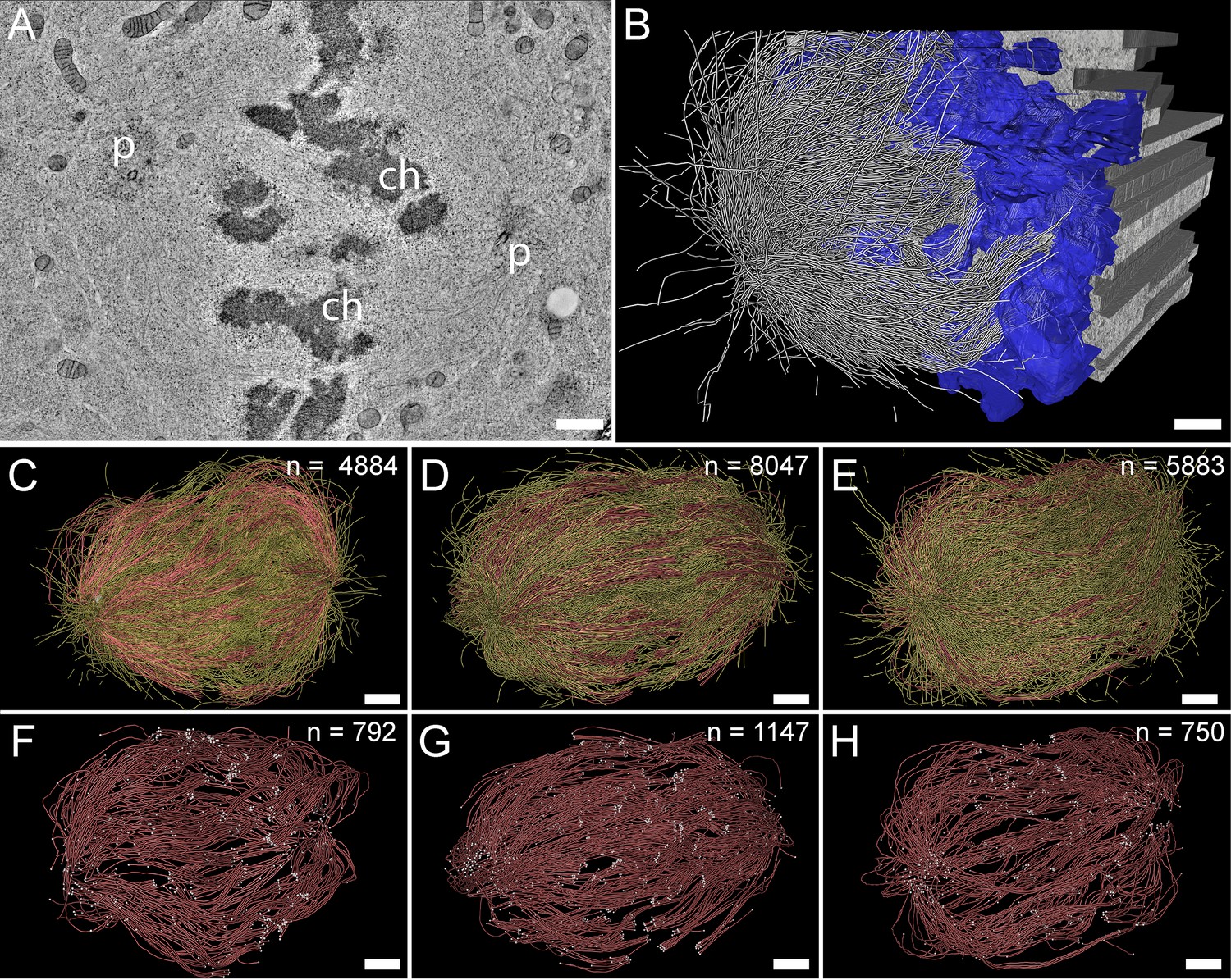 1913117889218072576-cryo-tem-imaging-analysis4.jpg