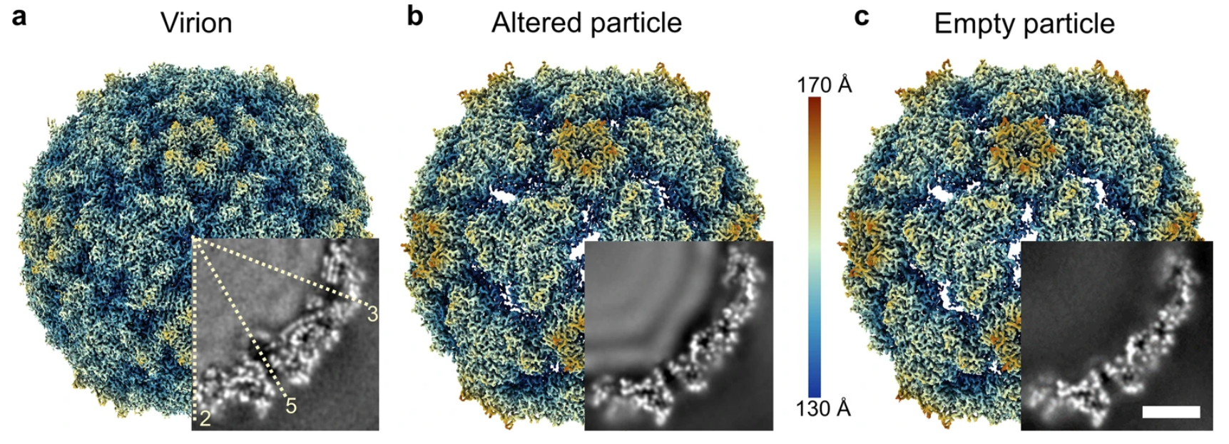 1913123822514065408-cryo-tem-imaging-analysis5.png