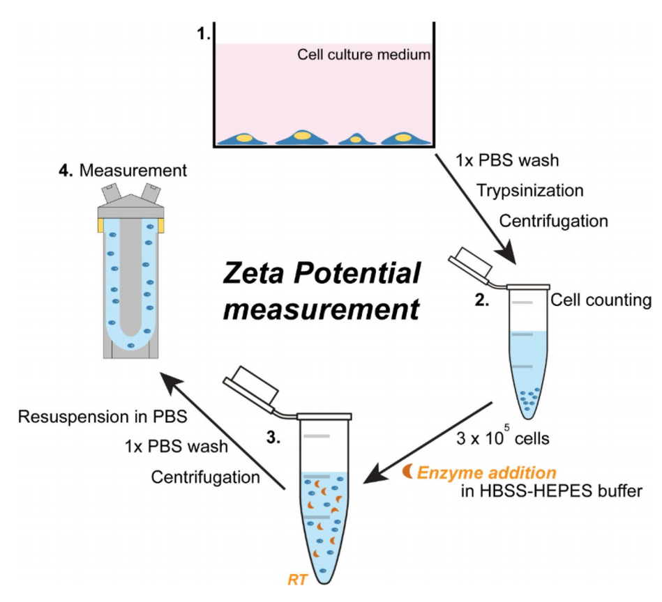 1913134946840072192-zeta-potential-analysis-service1.PNG
