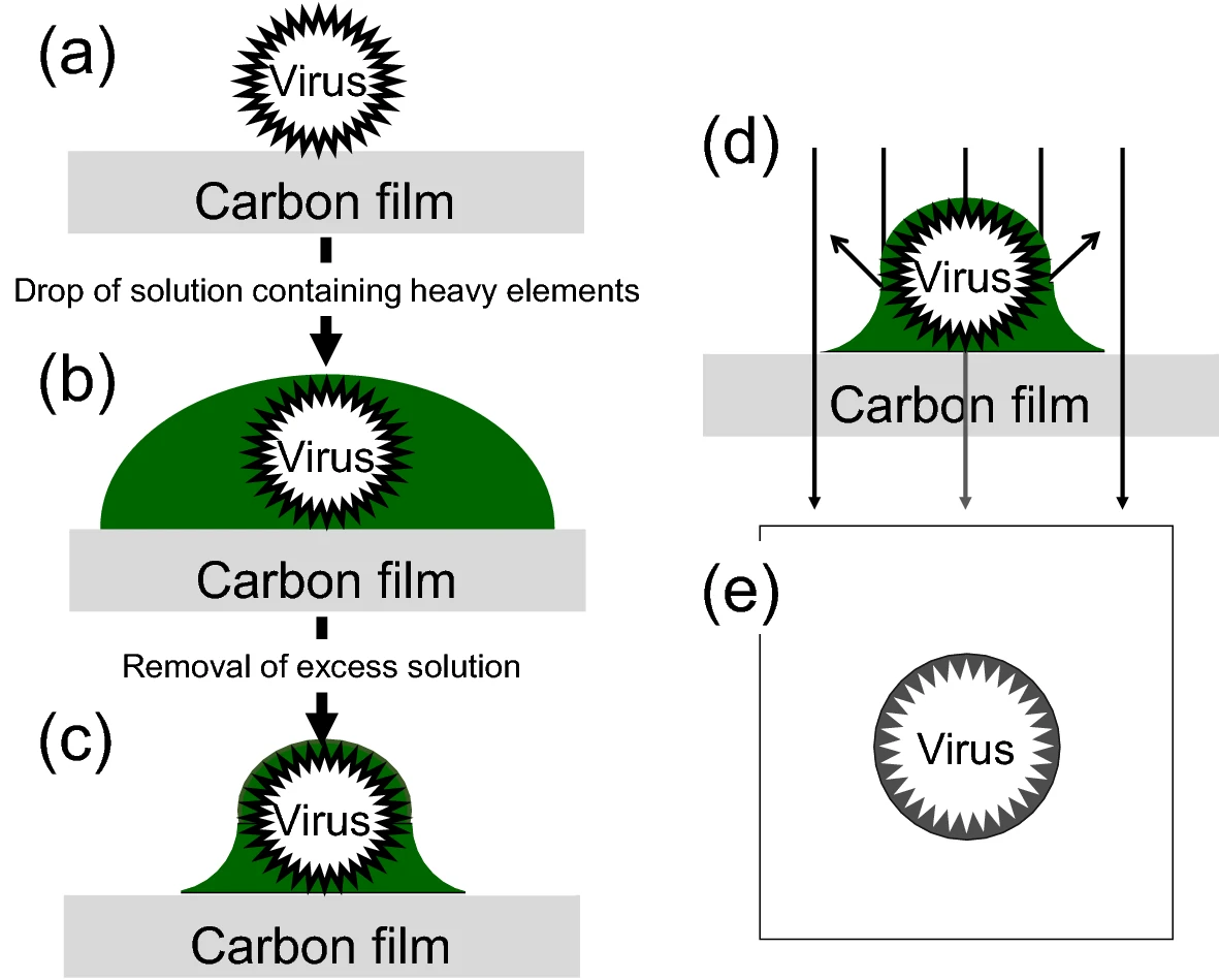 1913150978023608320-negative-staining-tem-analysis-service1.webp