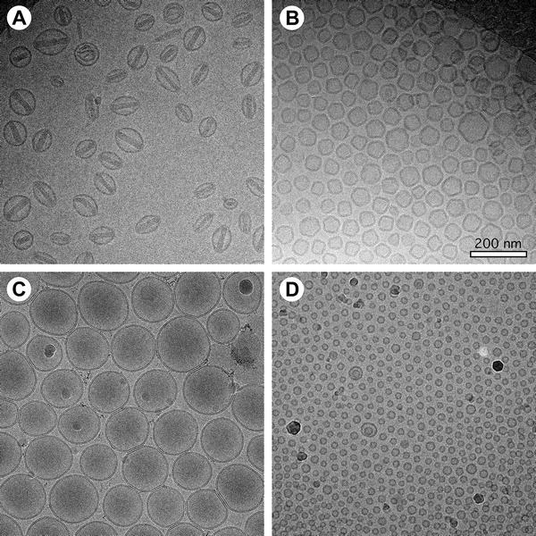 1913160819538513920-liposomes-structure-characterization-service-cryo-em1.png