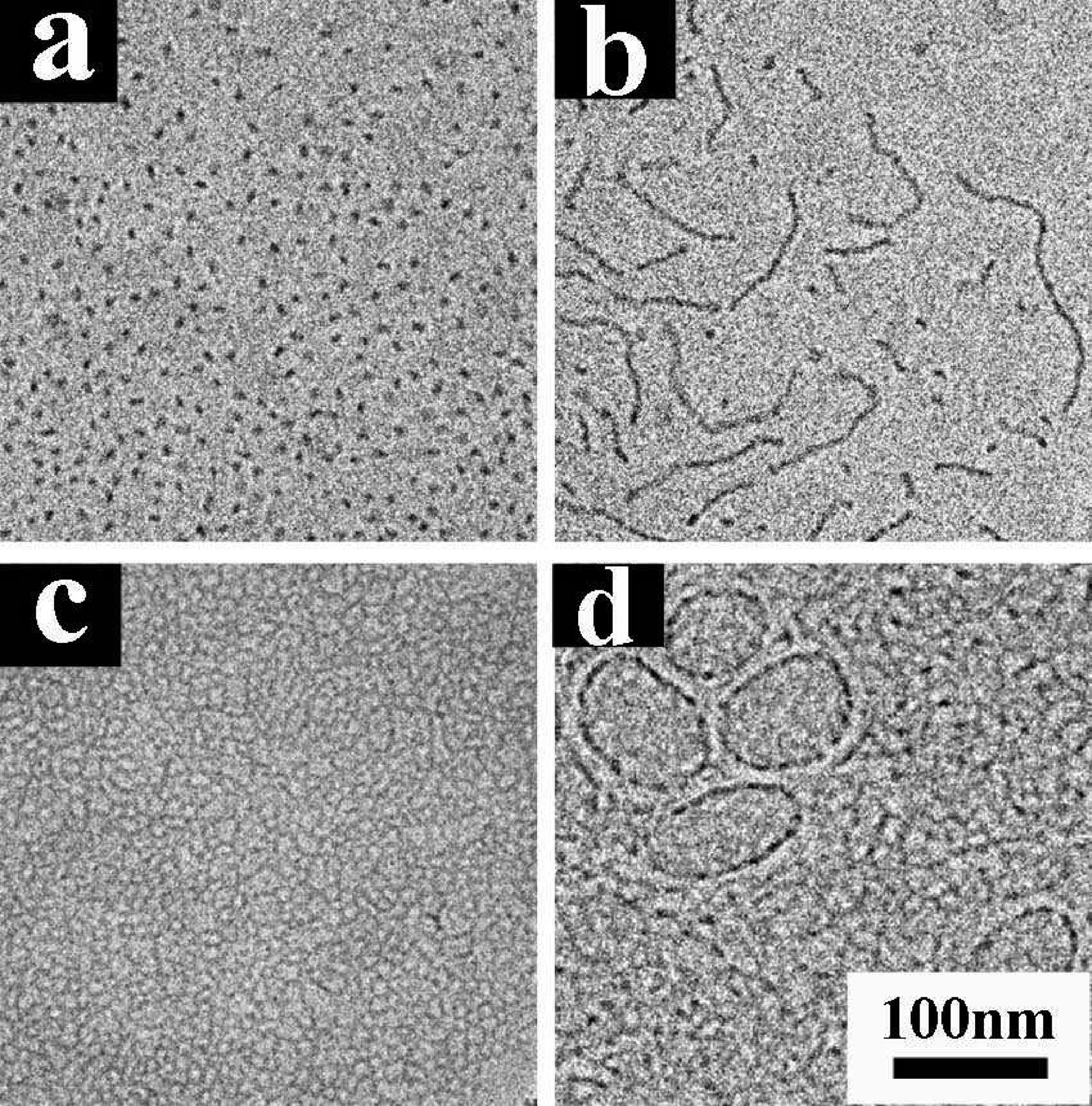1914249605508878336-micelles-structure-characterization-service-cryo-em2.jpeg