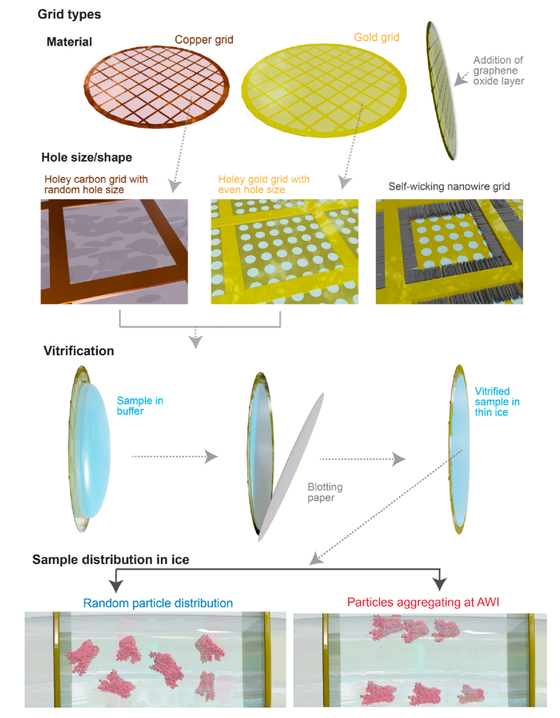 1914519031101640704-membrane-proteins-structure-characterization-service-cryo-em1.PNG