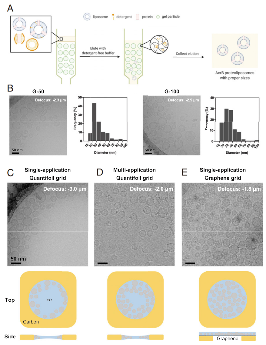 1914519248190427136-membrane-proteins-structure-characterization-service-cryo-em2.PNG