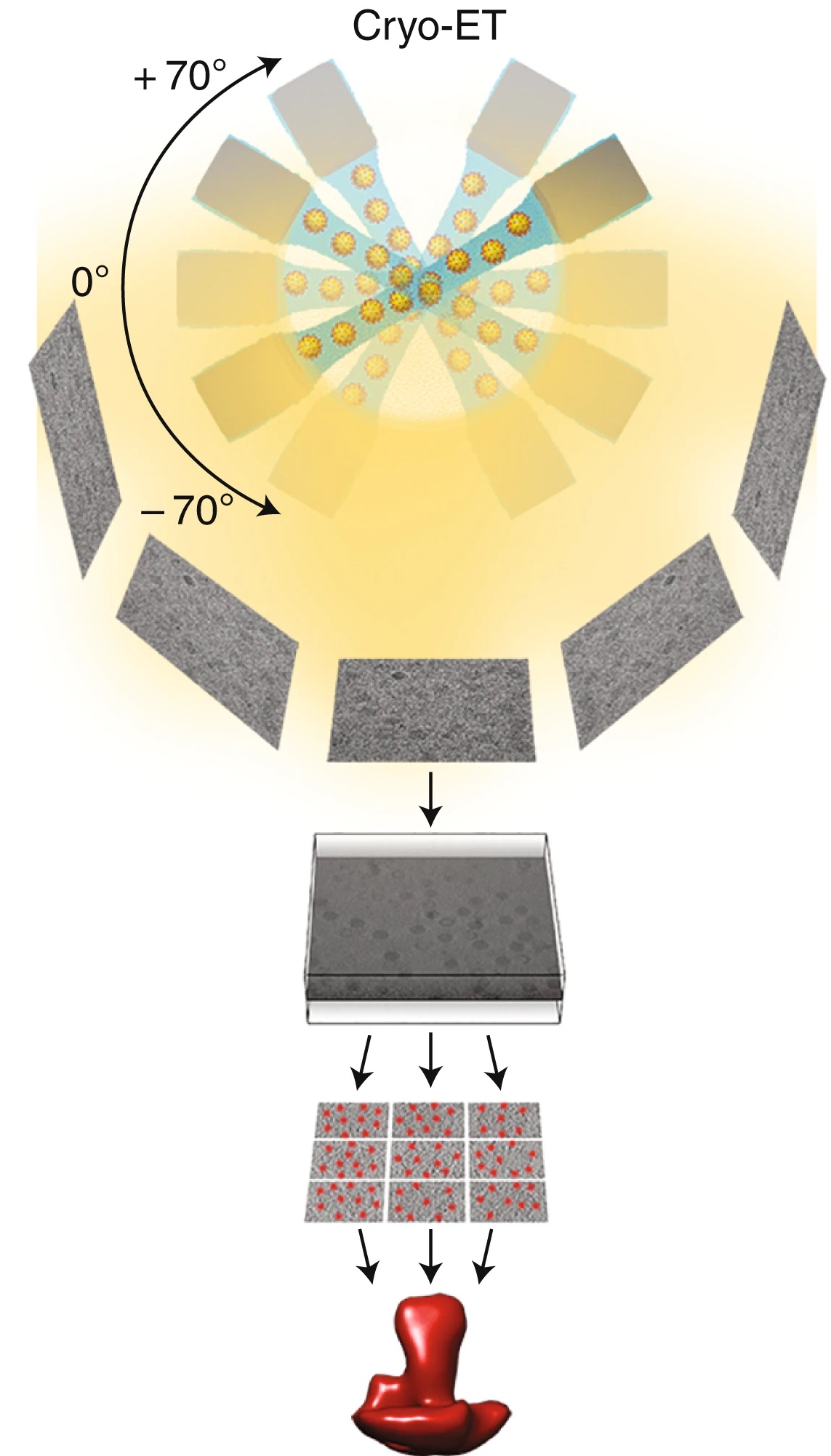 1915326557292449792-cryo-electron-tomography-cryo-et-analysis-service1.jpg