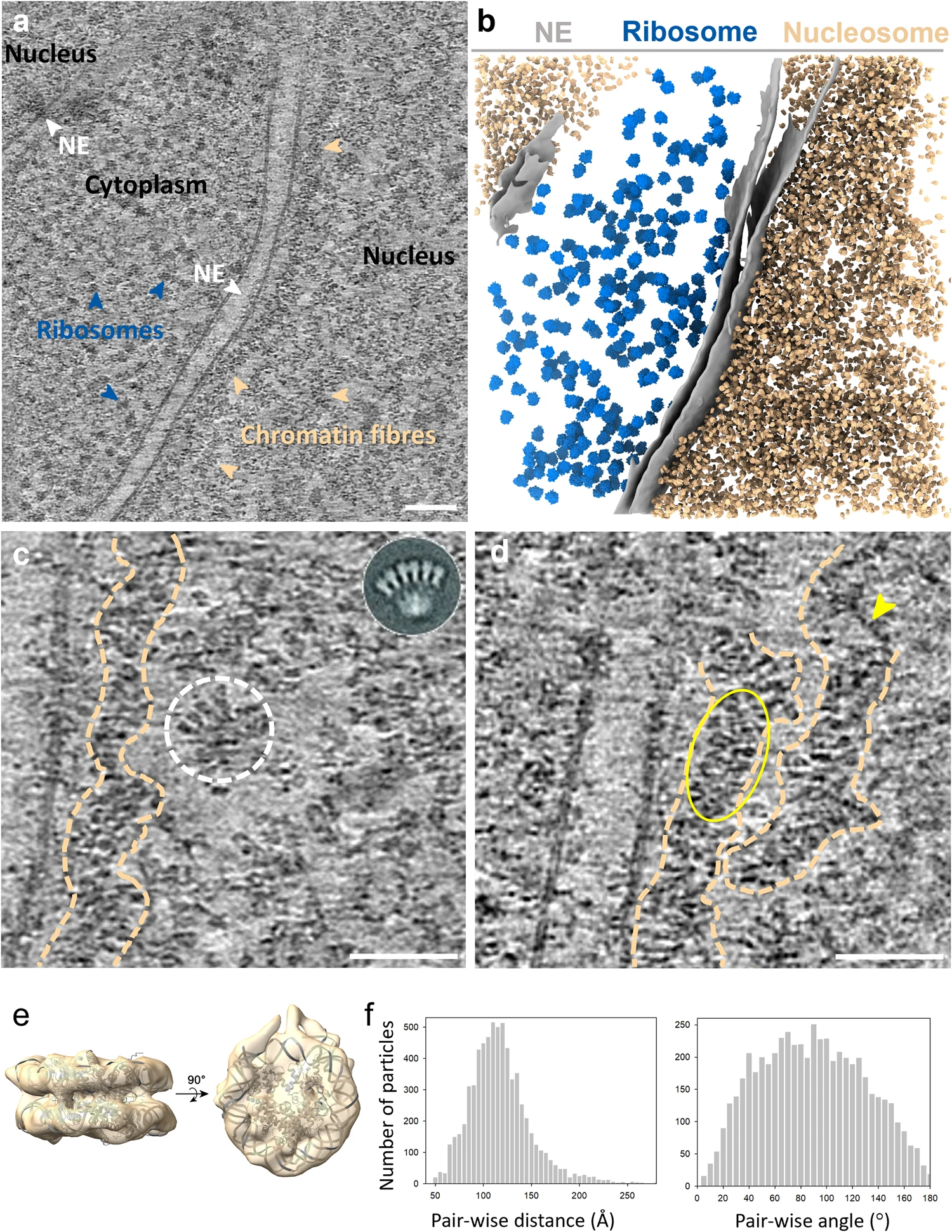 1915327691348365312-cryo-electron-tomography-cryo-et-analysis-service2.webp