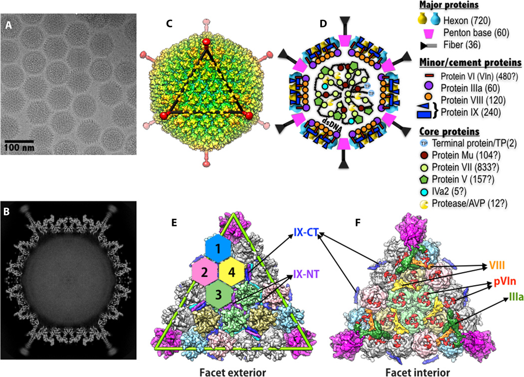 1915331901456502784-adenovirus-adv-structure-characterization-service-cryo-em1.jpeg
