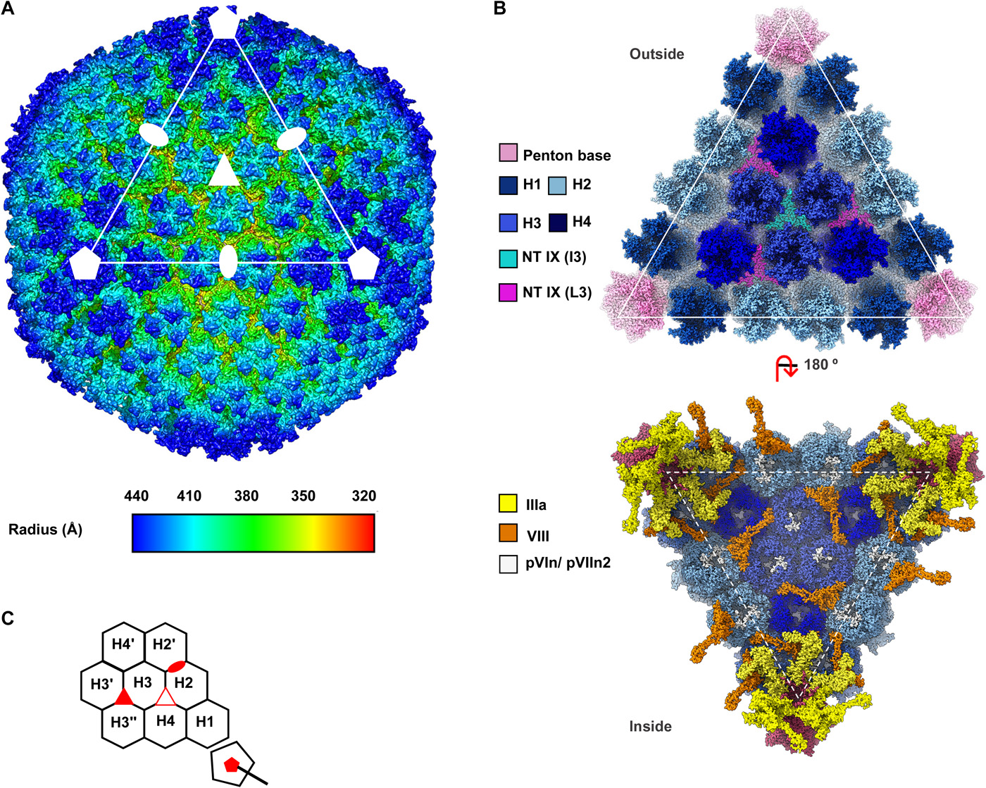 1915332028803960832-adenovirus-adv-structure-characterization-service-cryo-em2.jpeg