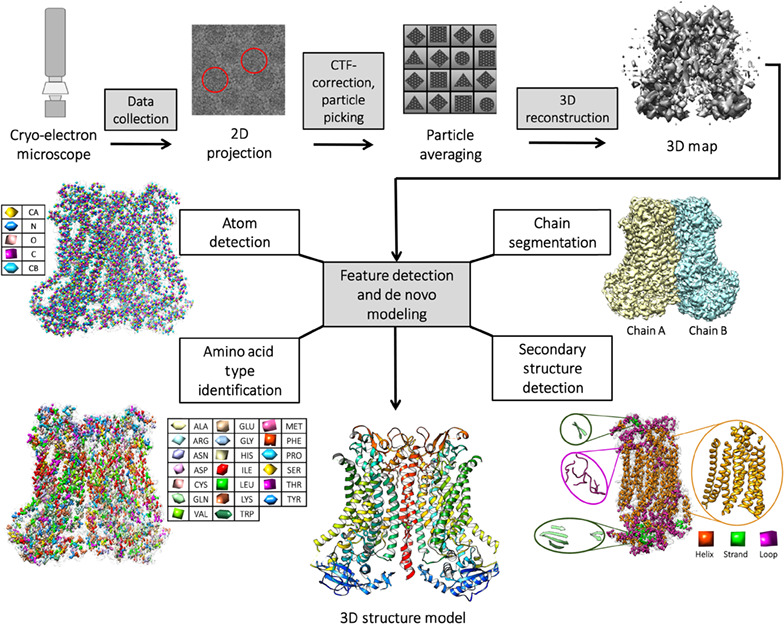 1915672508028801024-cryo-em-de-novo-structure-analysis-service1.jpg