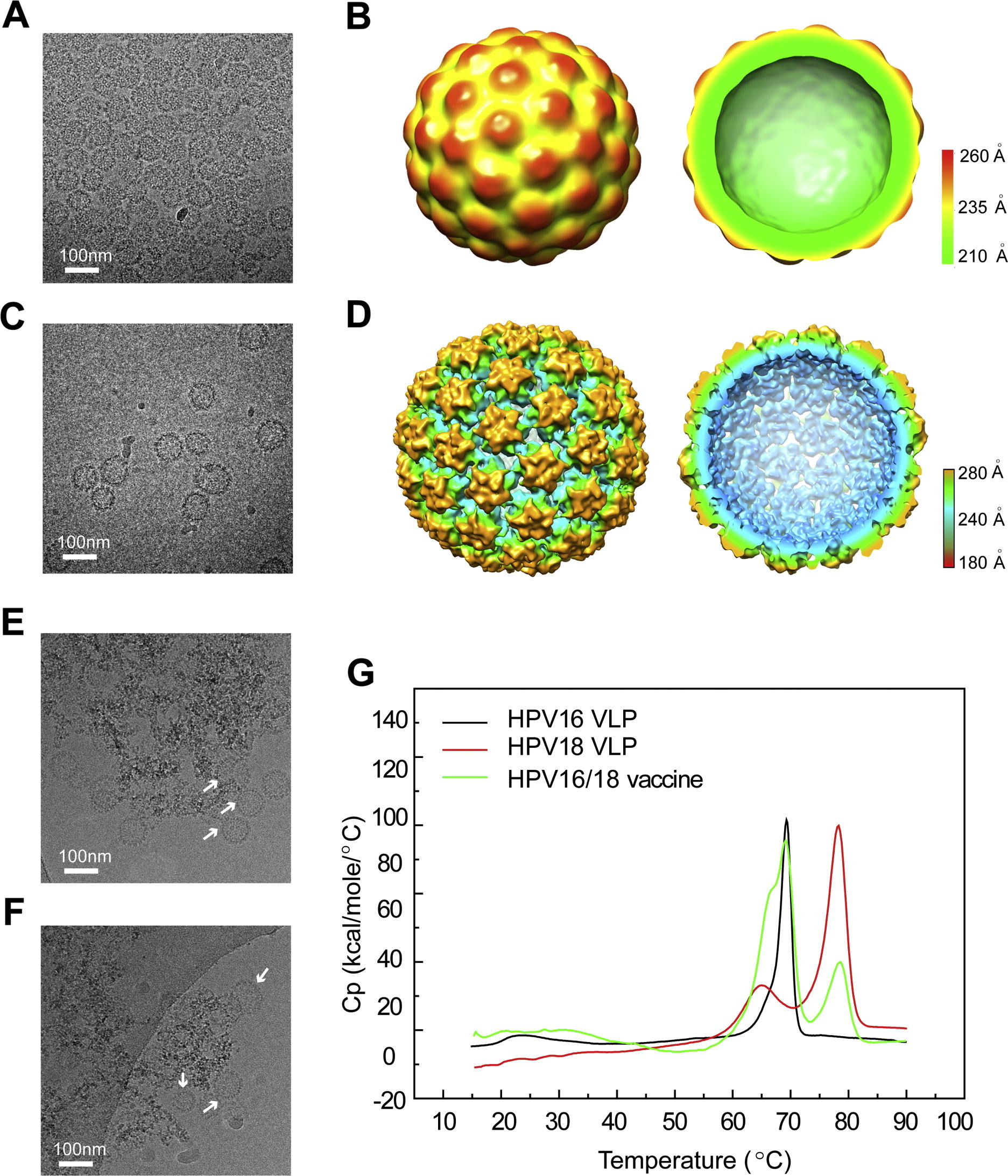 1915695493775216640-human-papillomavirus-hpv-structure-characterization-service-cryo-em1.jpg