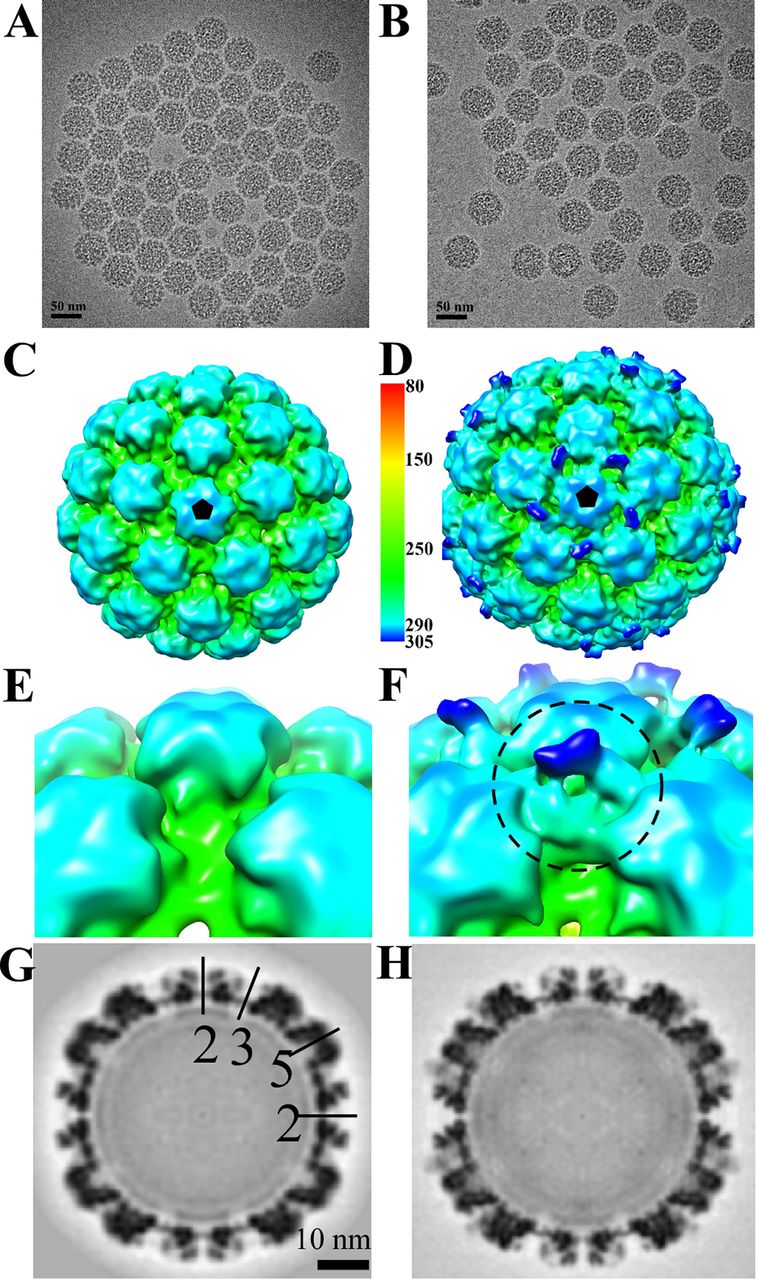 1915695621877649408-human-papillomavirus-hpv-structure-characterization-service-cryo-em2.jpeg
