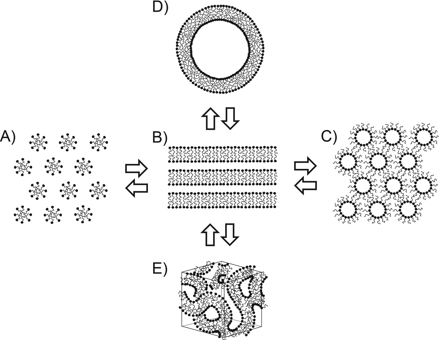 1916418760806879232-lamellarity-blebbing-analysis-service-cryo-em1.jpg