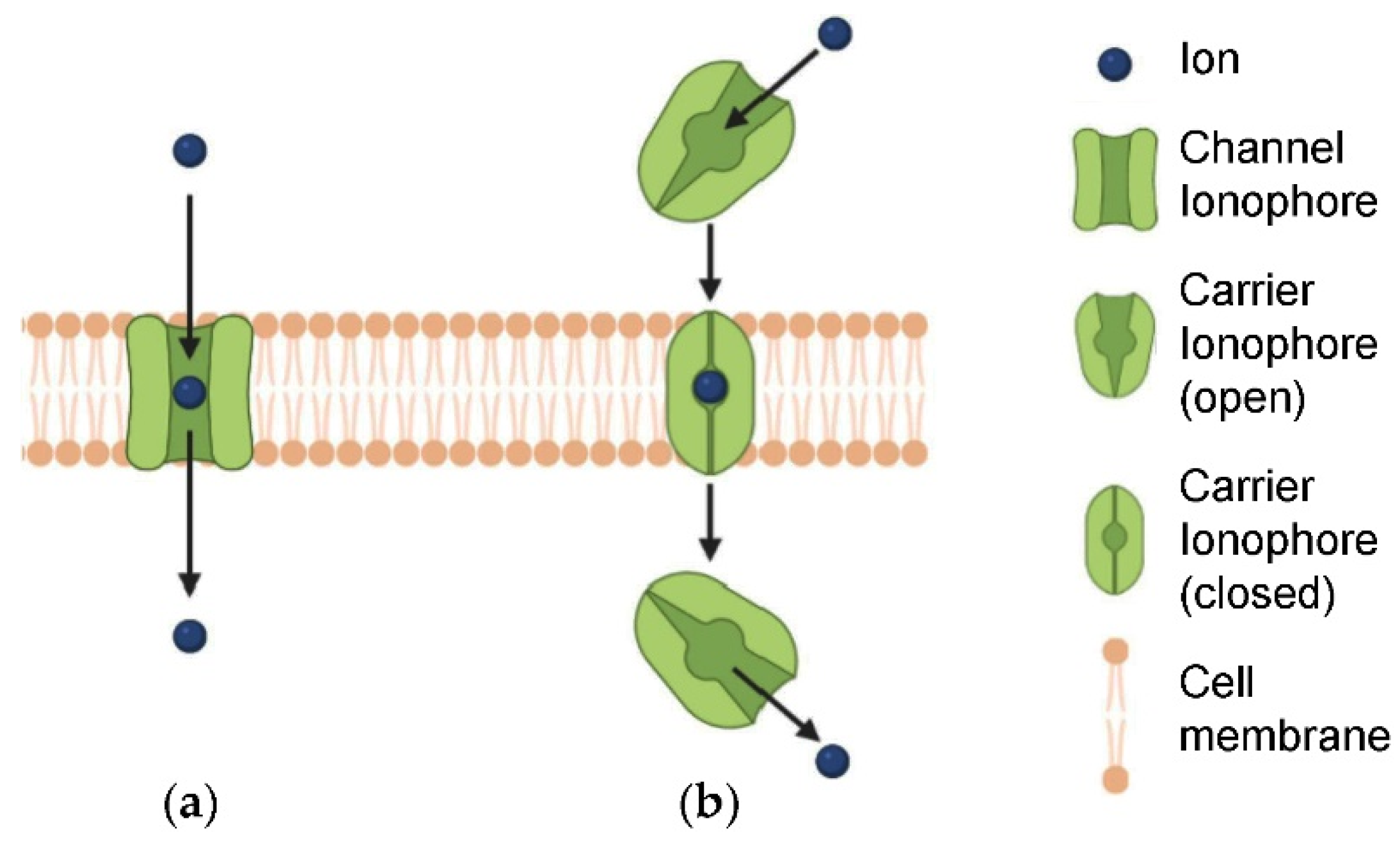 1916774873121280000-ion-channels-structure-characterization-service1.png