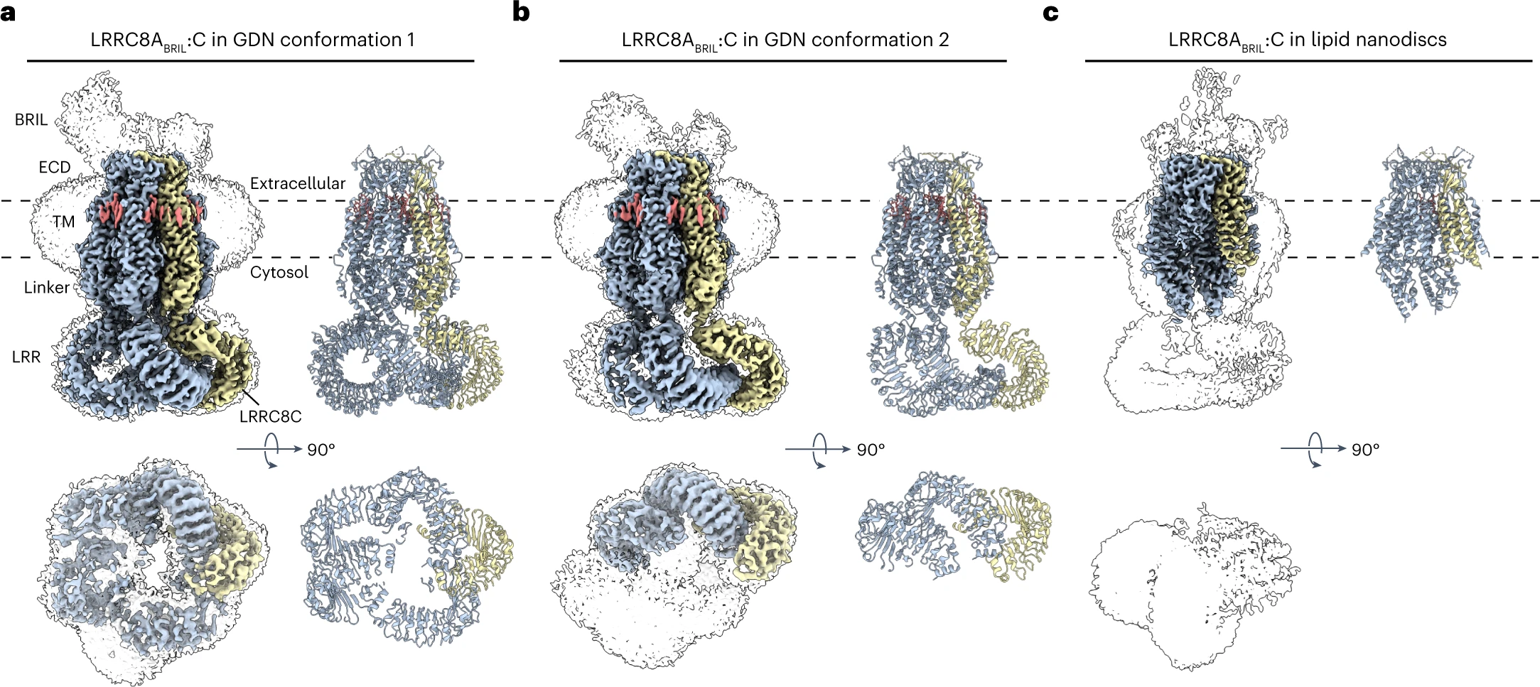 1916775569581264896-ion-channels-structure-characterization-service2.webp