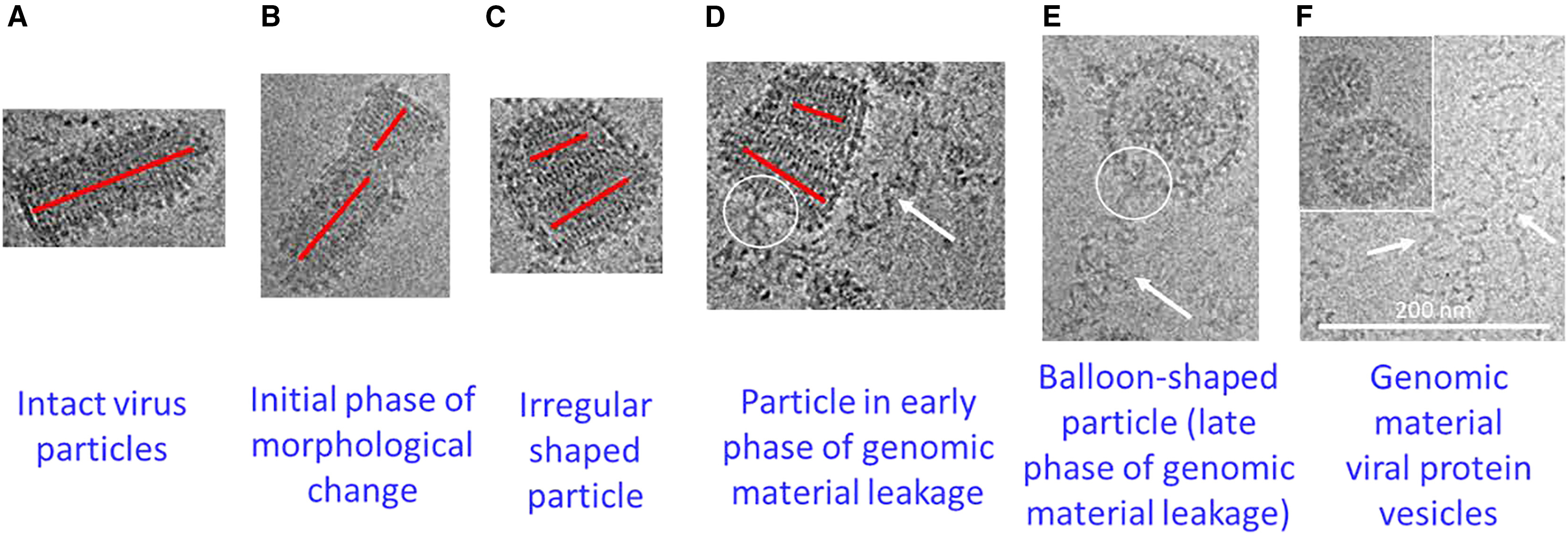 1916779886031785984-morphology-shape-analysis-service-cryo-em1.jpg