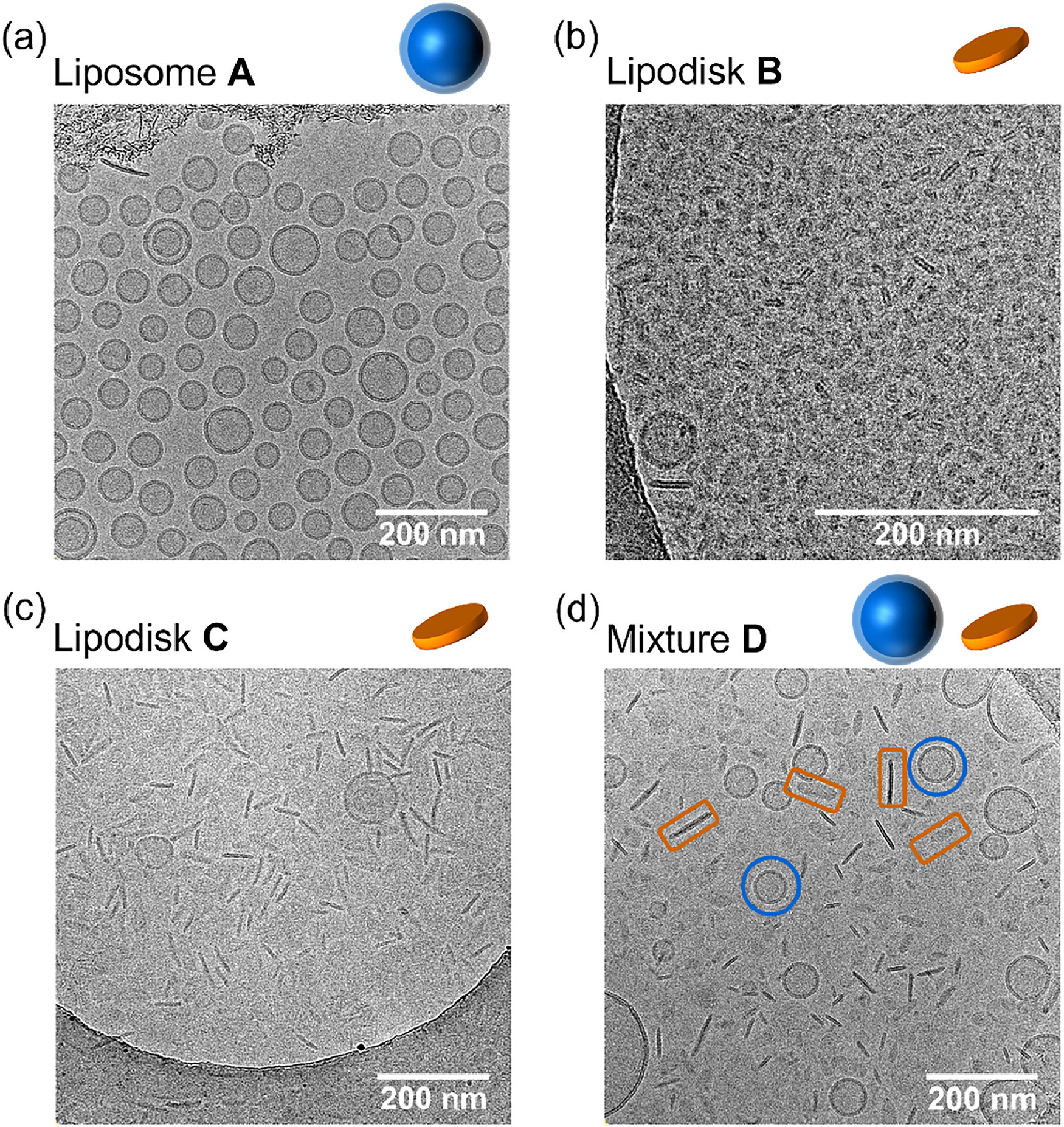 1916780084938264576-morphology-shape-analysis-service-cryo-em2.jpg