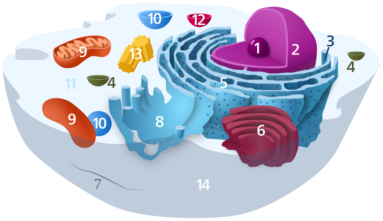 1917125597168521216-subcellular-organelles-structure-characterization-service-cryo-em1.png