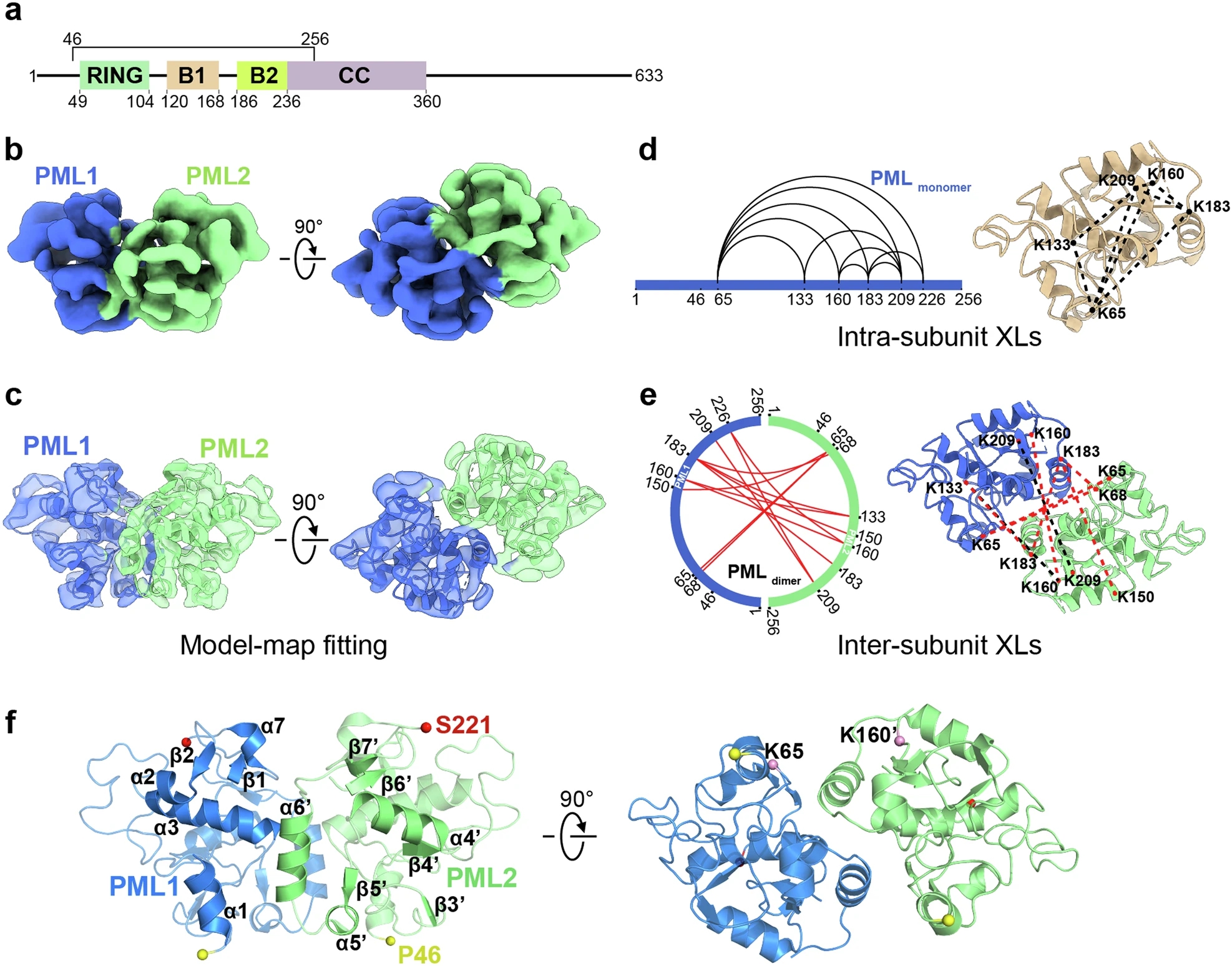 1917126372955377664-subcellular-organelles-structure-characterization-service-cryo-em2.jpg