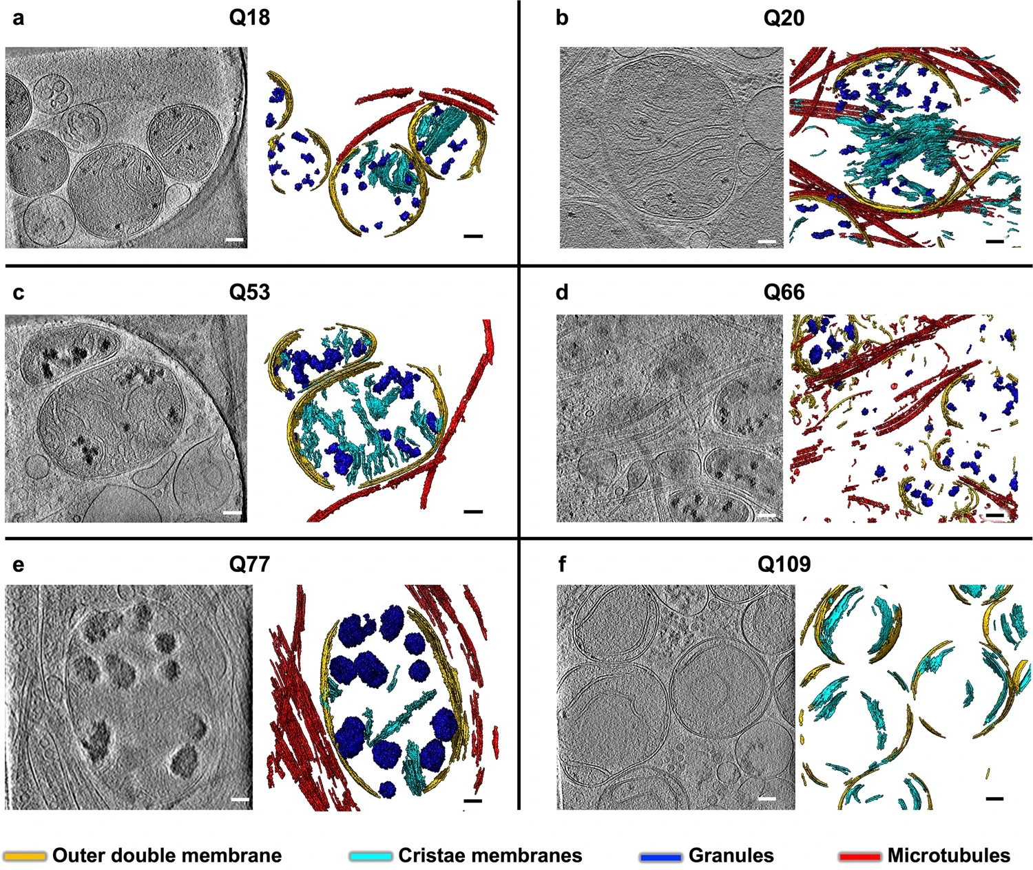 1917128303123746816-cryo-em-for-biological-tissues-structure-characterization-service2.jpg