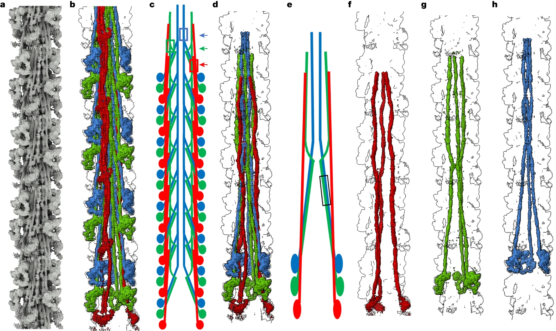 1917130185149894656-cryo-em-for-filaments-structure-characterization-service1.jpg