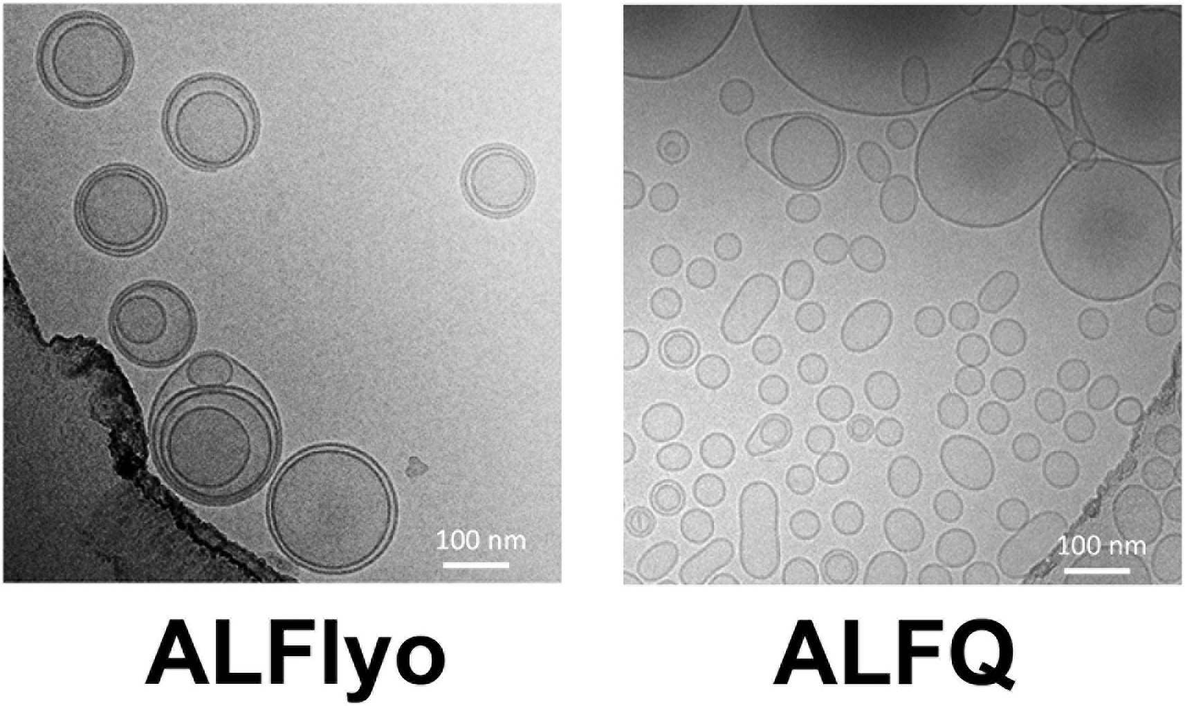 1917134391881617408-particle-size-distribution-analysis-service-cryo-em1.jpg