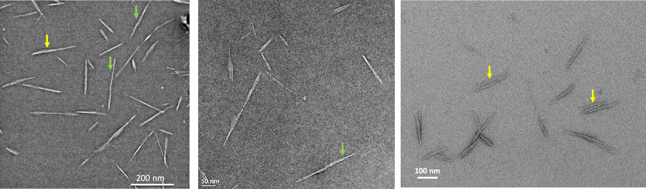 1917134541949620224-particle-size-distribution-analysis-service-cryo-em2.jpeg
